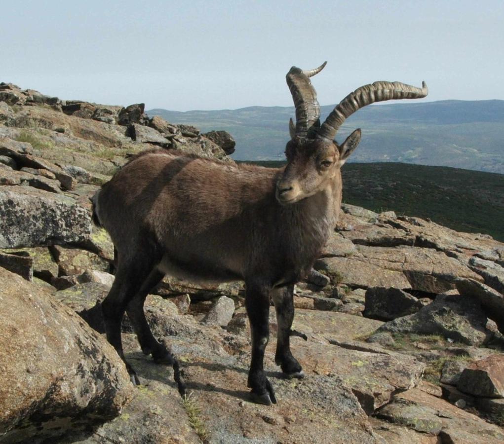 El Nido De Gredos Cuco Apartamento Con Chimenea Наварредонда-де-Ґредос Екстер'єр фото